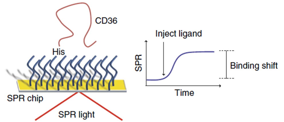 Schematic representation of the SPR method for assessing small-molecule interactions with a CD36 sensor chip, showing His-tagged CD36 immobilized on the chip and the binding shift upon ligand injection.