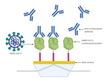 SARS-CoV-2 antibody detection scheme on P4SPR