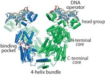 3D structure of the lac operon binding to the lac repressor protein, showing the DNA operator, head group, N-terminal core, C-terminal core, binding pocket, and 4-helix bundle.