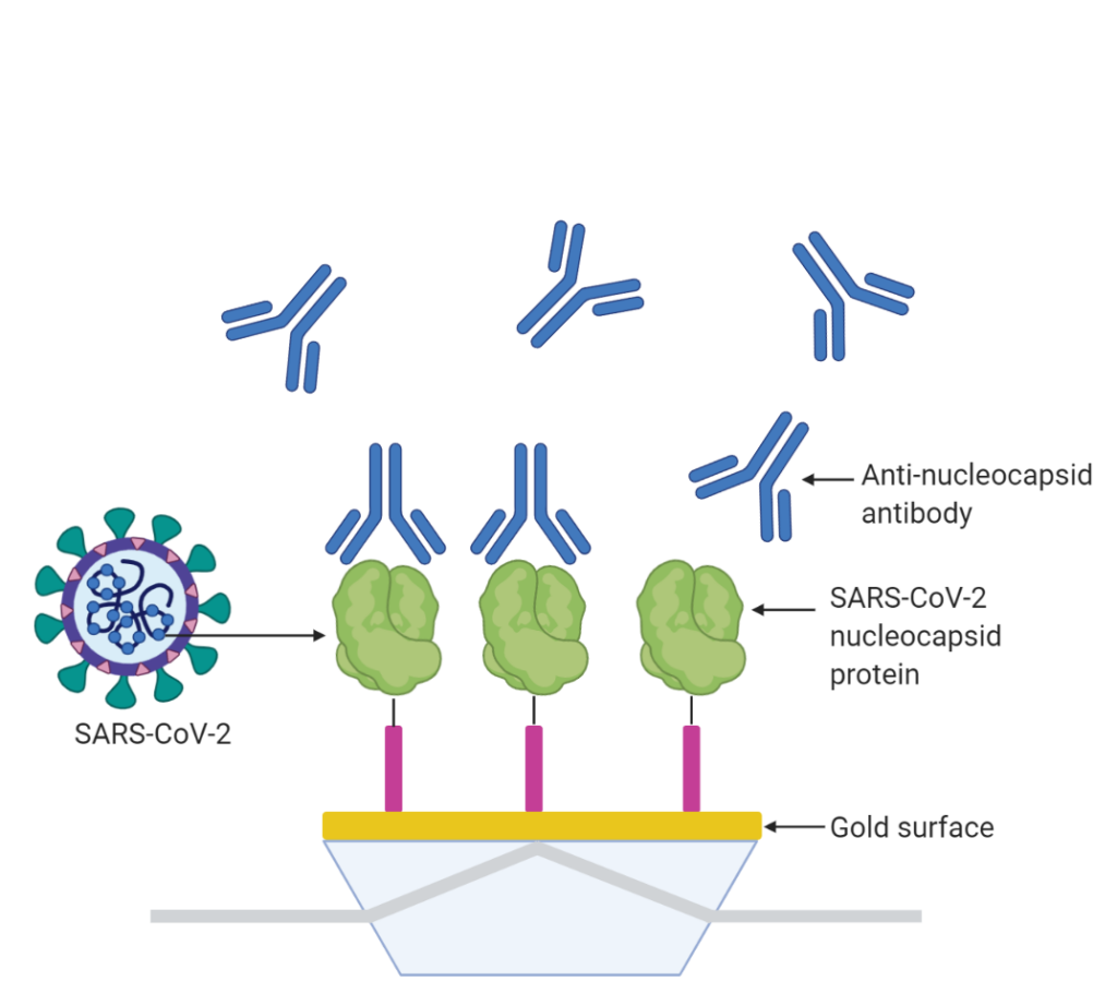 Detection scheme showing anti-nucleocapsid antibodies binding to SARS-CoV-2 nucleocapsid protein immobilized on the gold sensor surface of the P4SPR