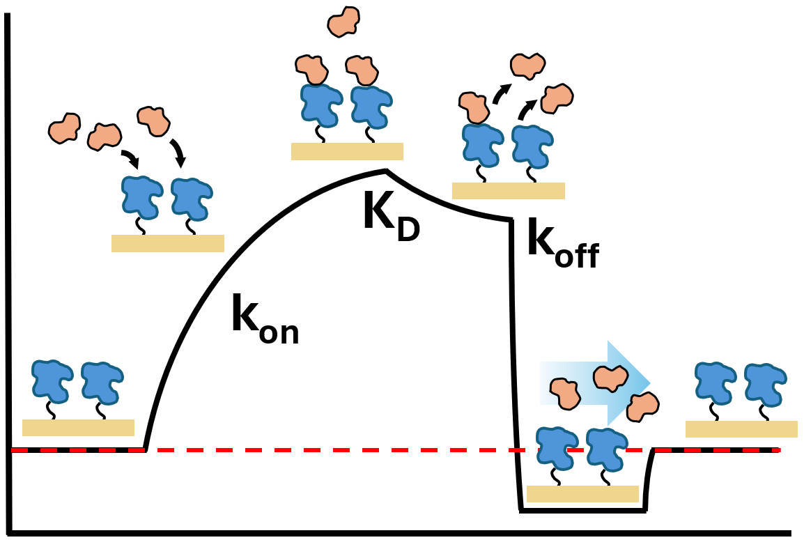 k_on / K_D / k_off — SPR binding kinetics diagram